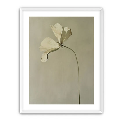 Cream petals in gray green air