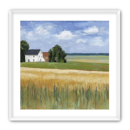 Grain Field Under Sun