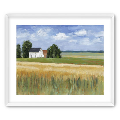 Grain Field Under Sun