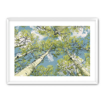 Aspen Canopy I