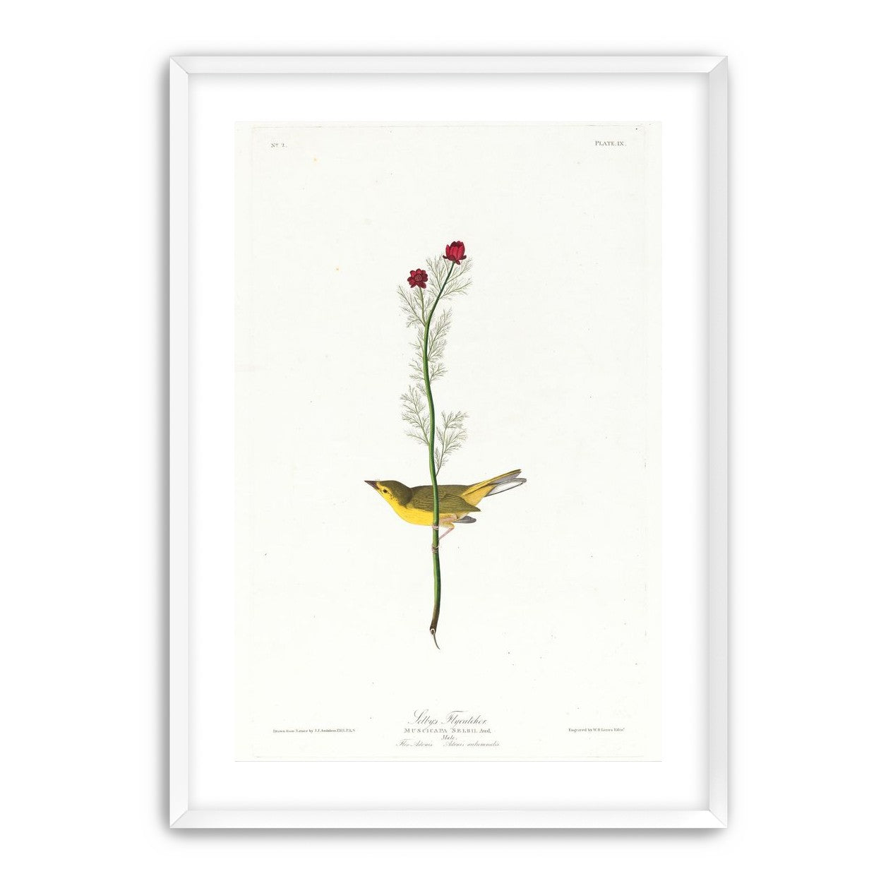 A yellow bird beneath red blooms