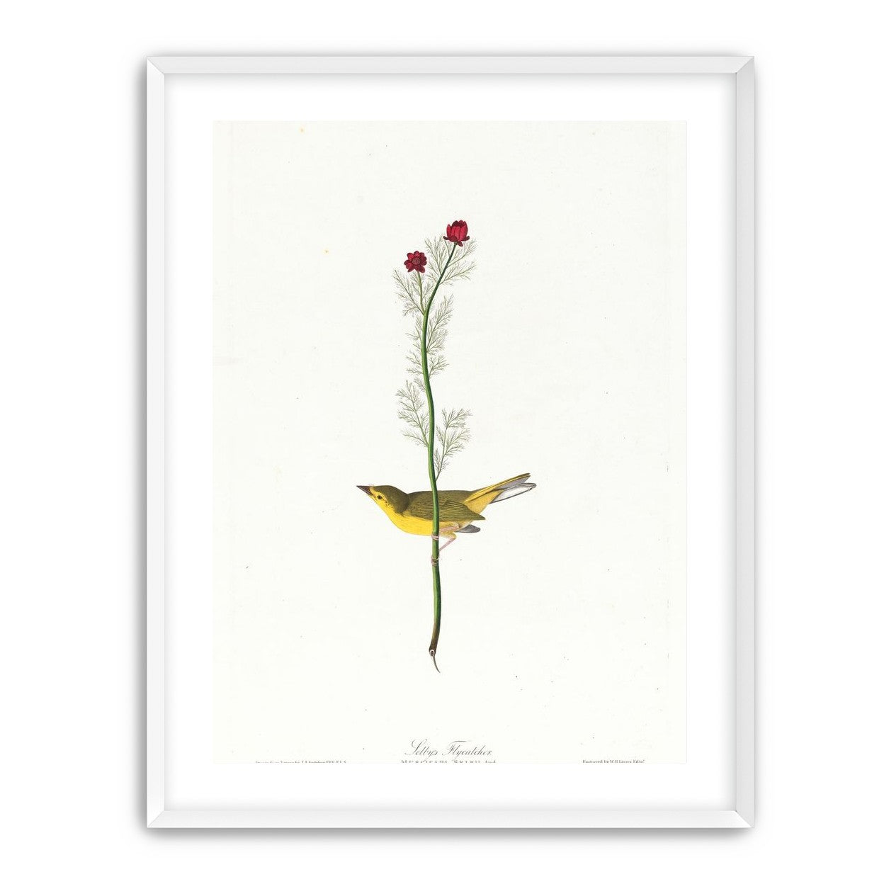 A yellow bird beneath red blooms