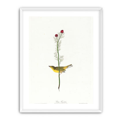 A yellow bird beneath red blooms