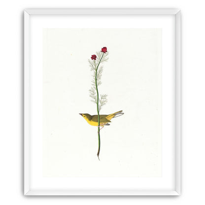 A yellow bird beneath red blooms