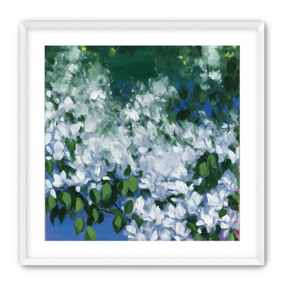 White blossoms over blue shade
