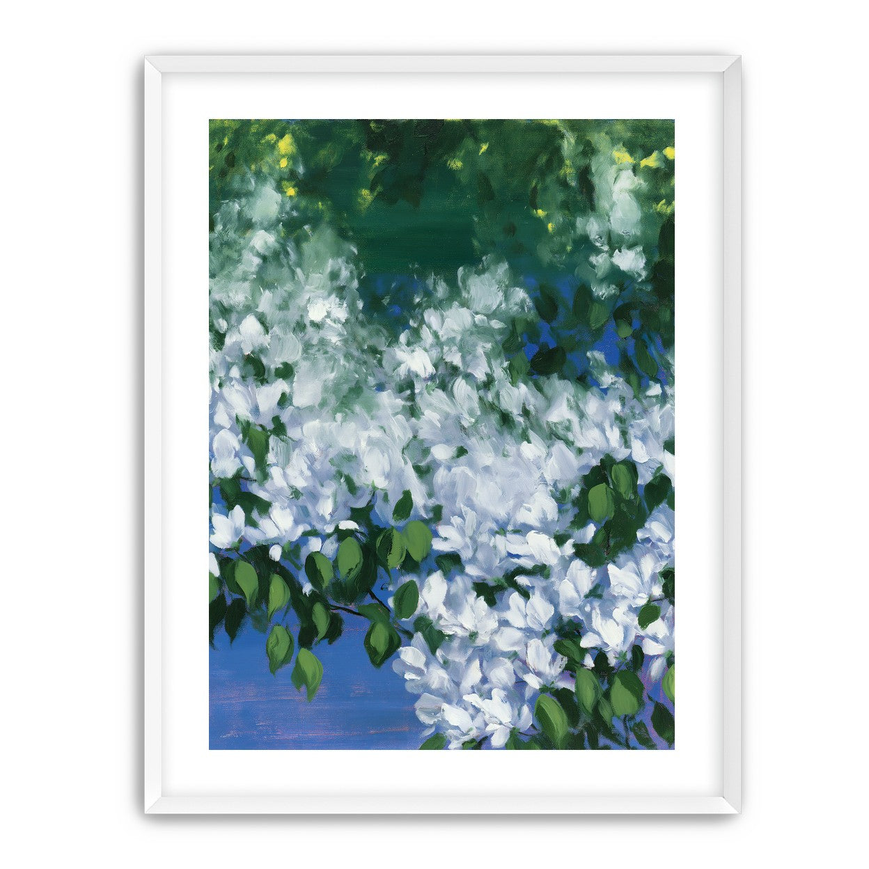 White blossoms over blue shade