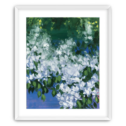 White blossoms over blue shade