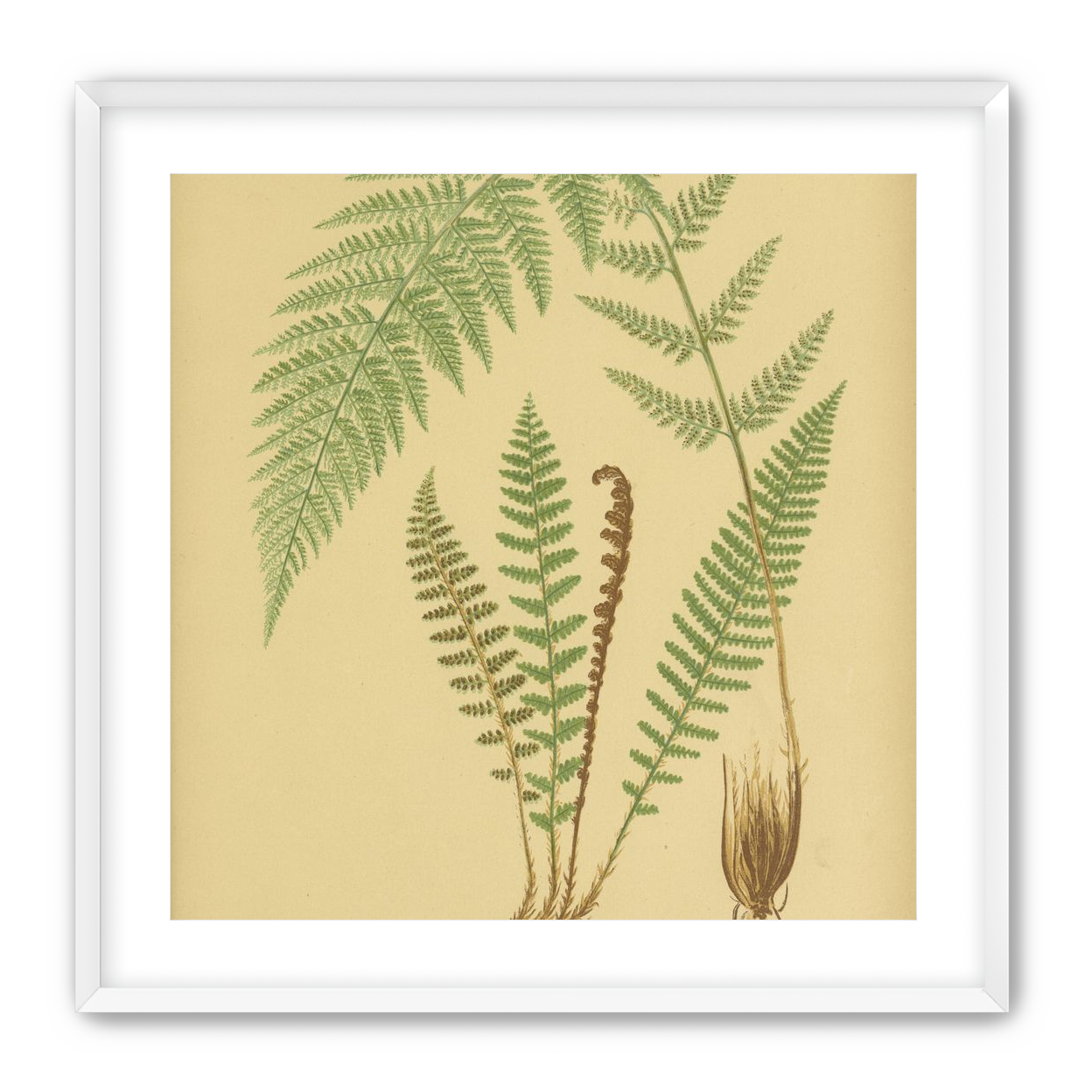 Fern fronds on tan paper