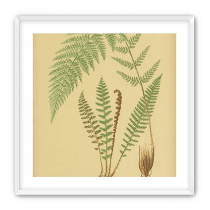 Fern fronds on tan paper