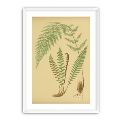 Fern fronds on tan paper