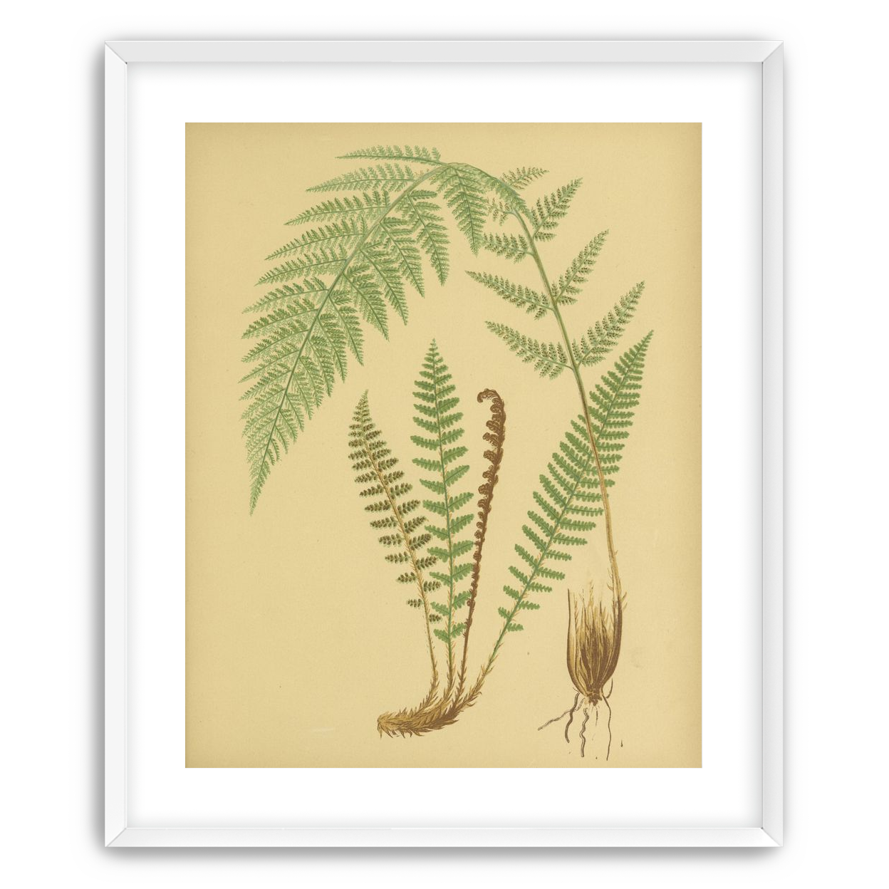 Fern fronds on tan paper