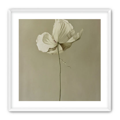 Ivory bloom in gray air