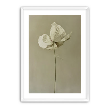 Ivory bloom in gray air