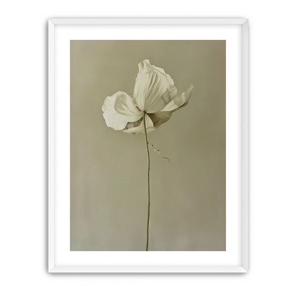 Ivory bloom in gray air