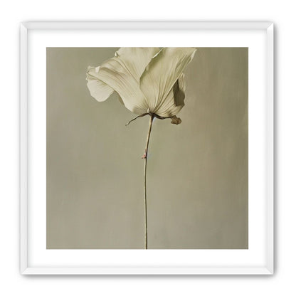 One flower and its hush