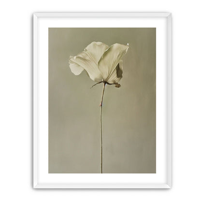 One flower and its hush