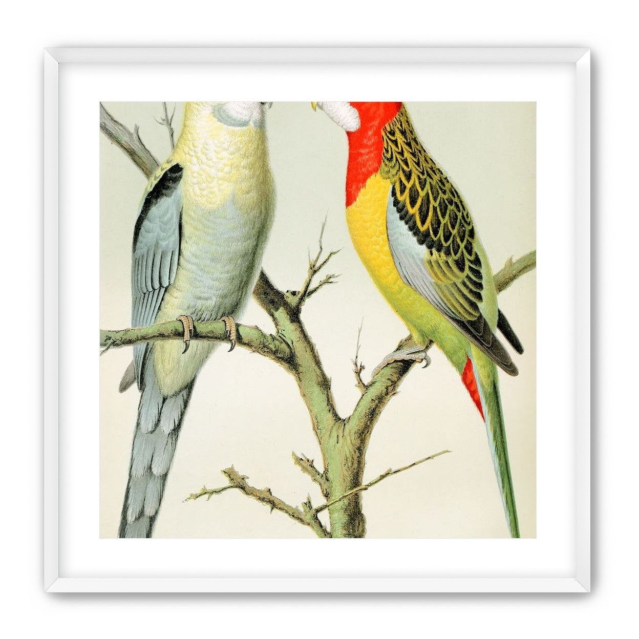 Beaks across the branch