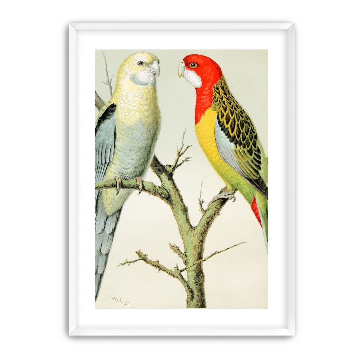 Beaks across the branch