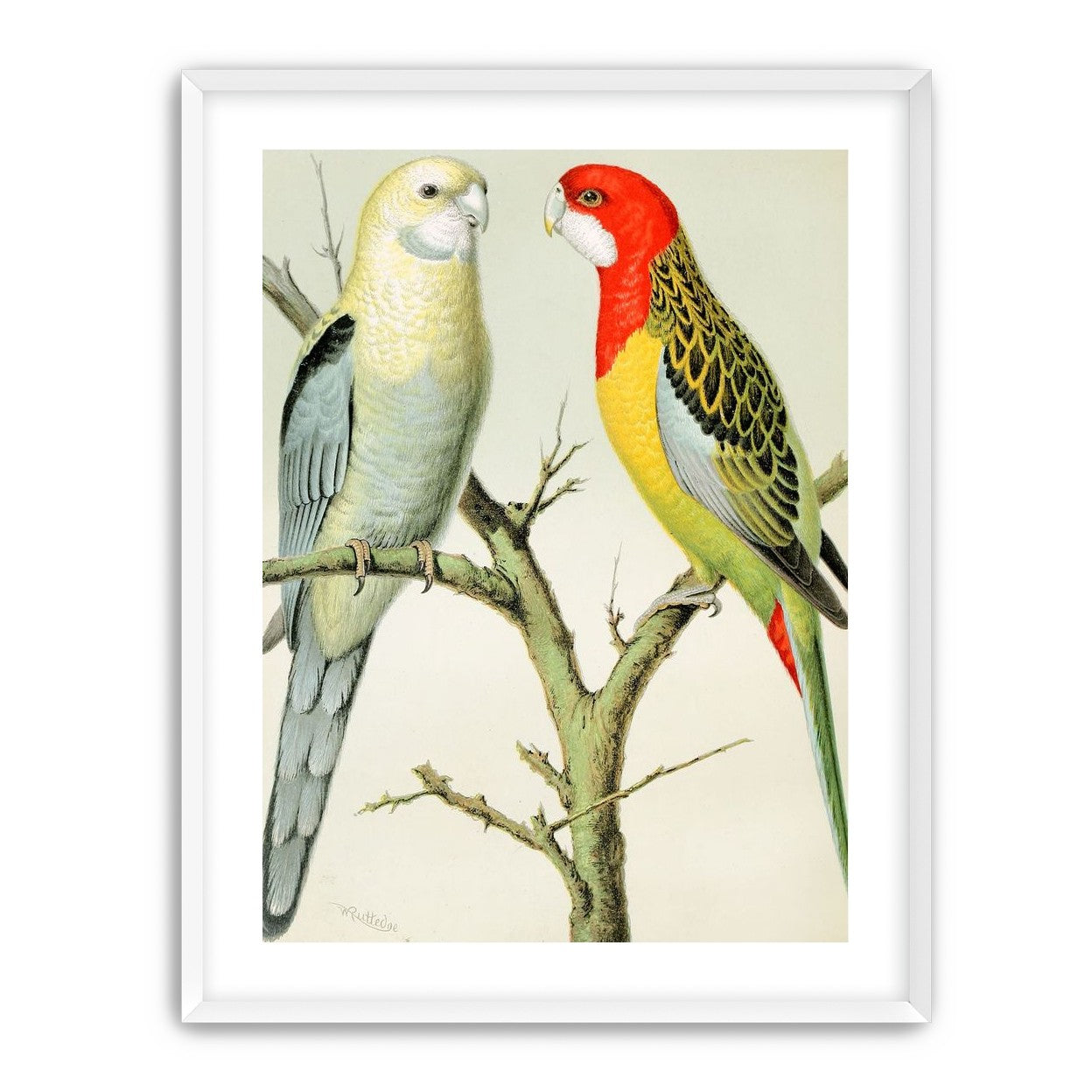 Beaks across the branch