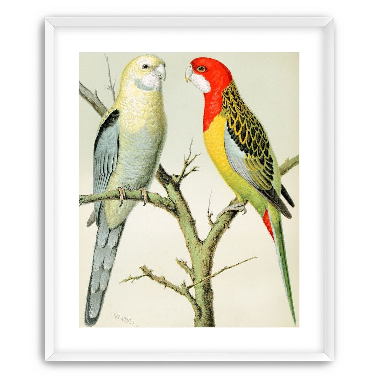 Beaks across the branch