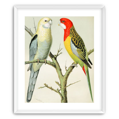 Beaks across the branch