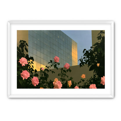 Roses against the glass wall