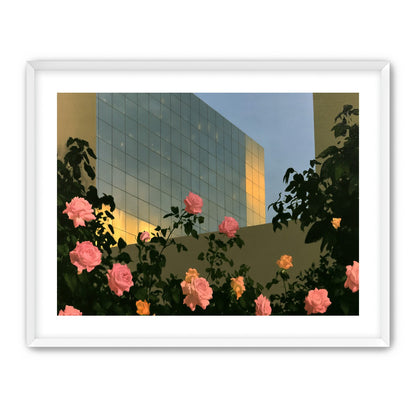 Roses against the glass wall