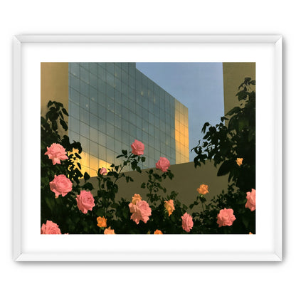 Roses against the glass wall