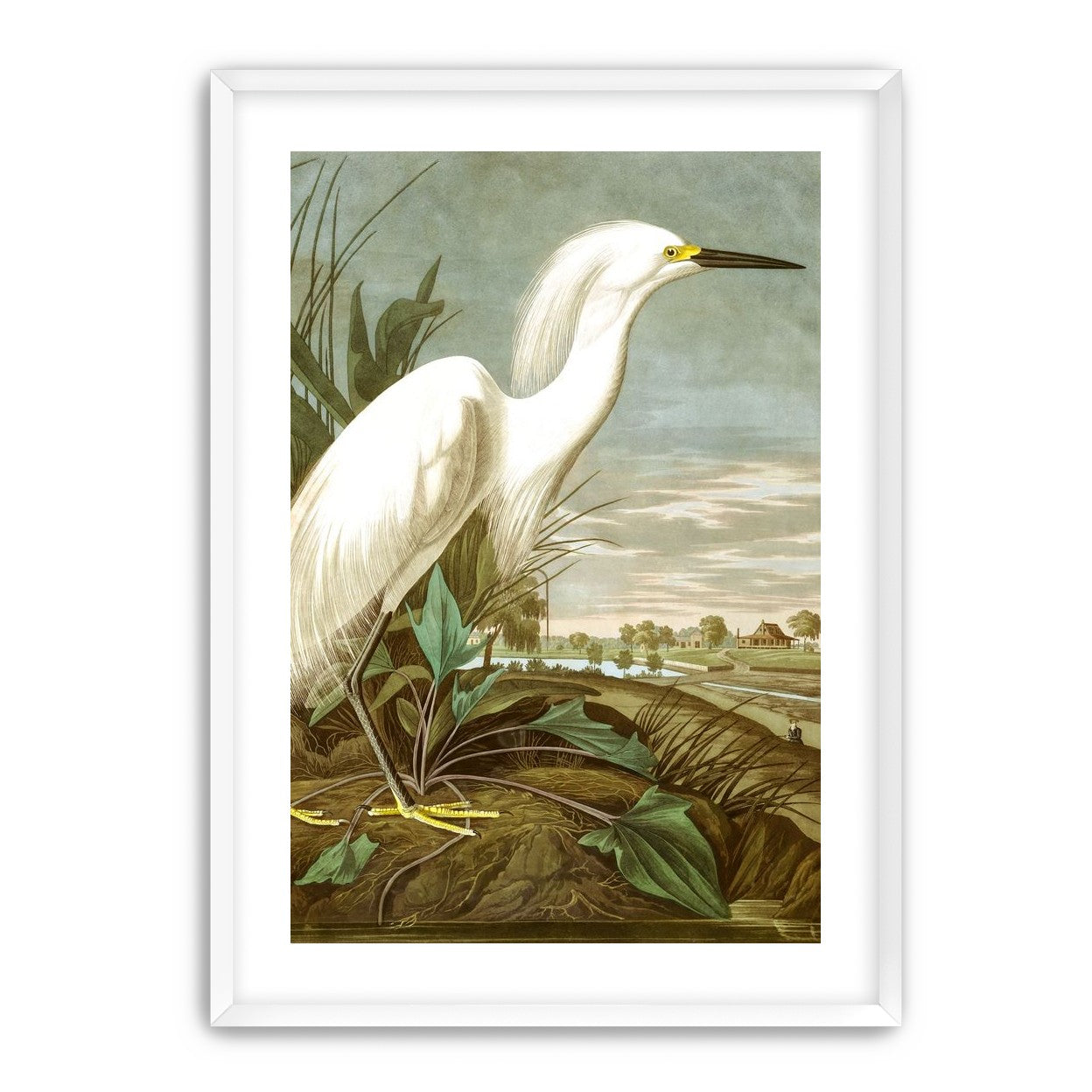 White Egret