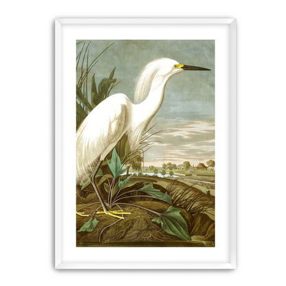 White Egret
