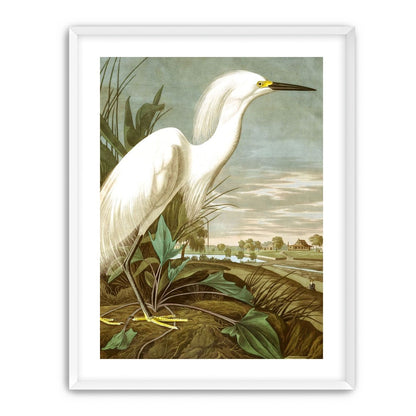 White Egret