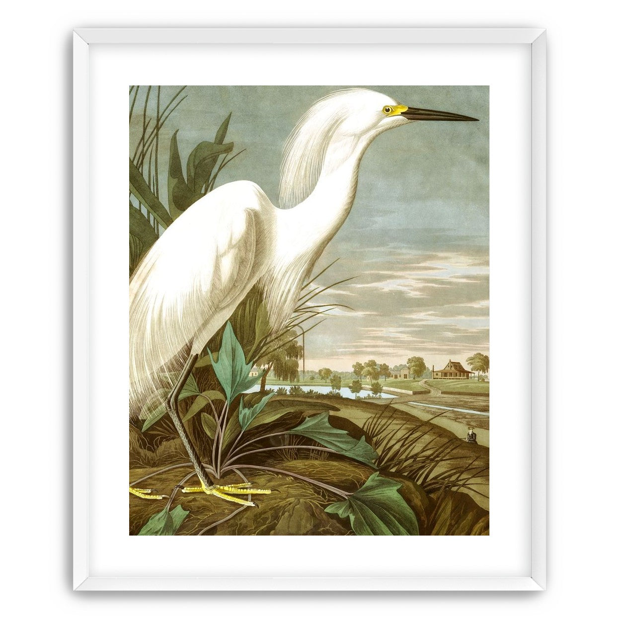 White Egret