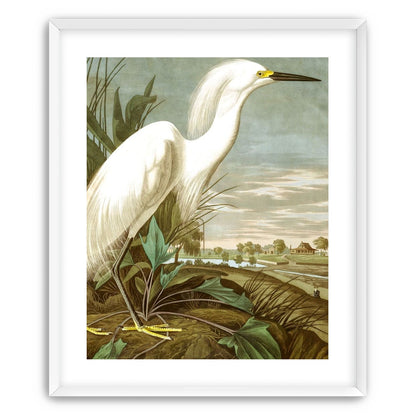 White Egret