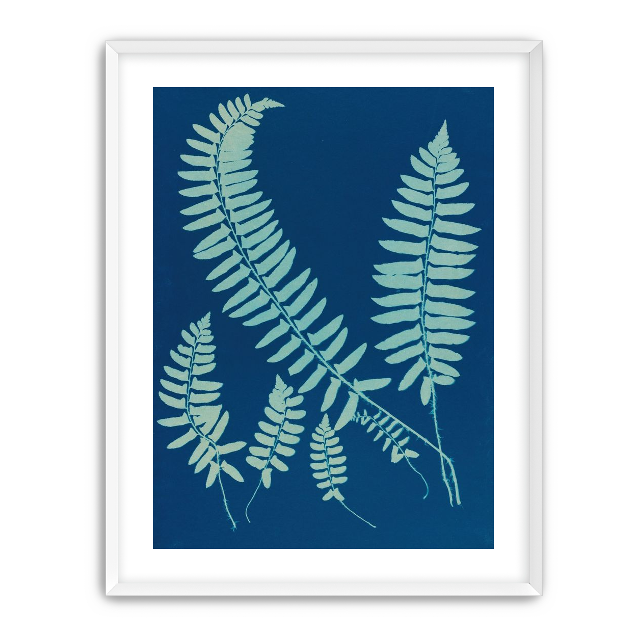 Fern shadows in blue