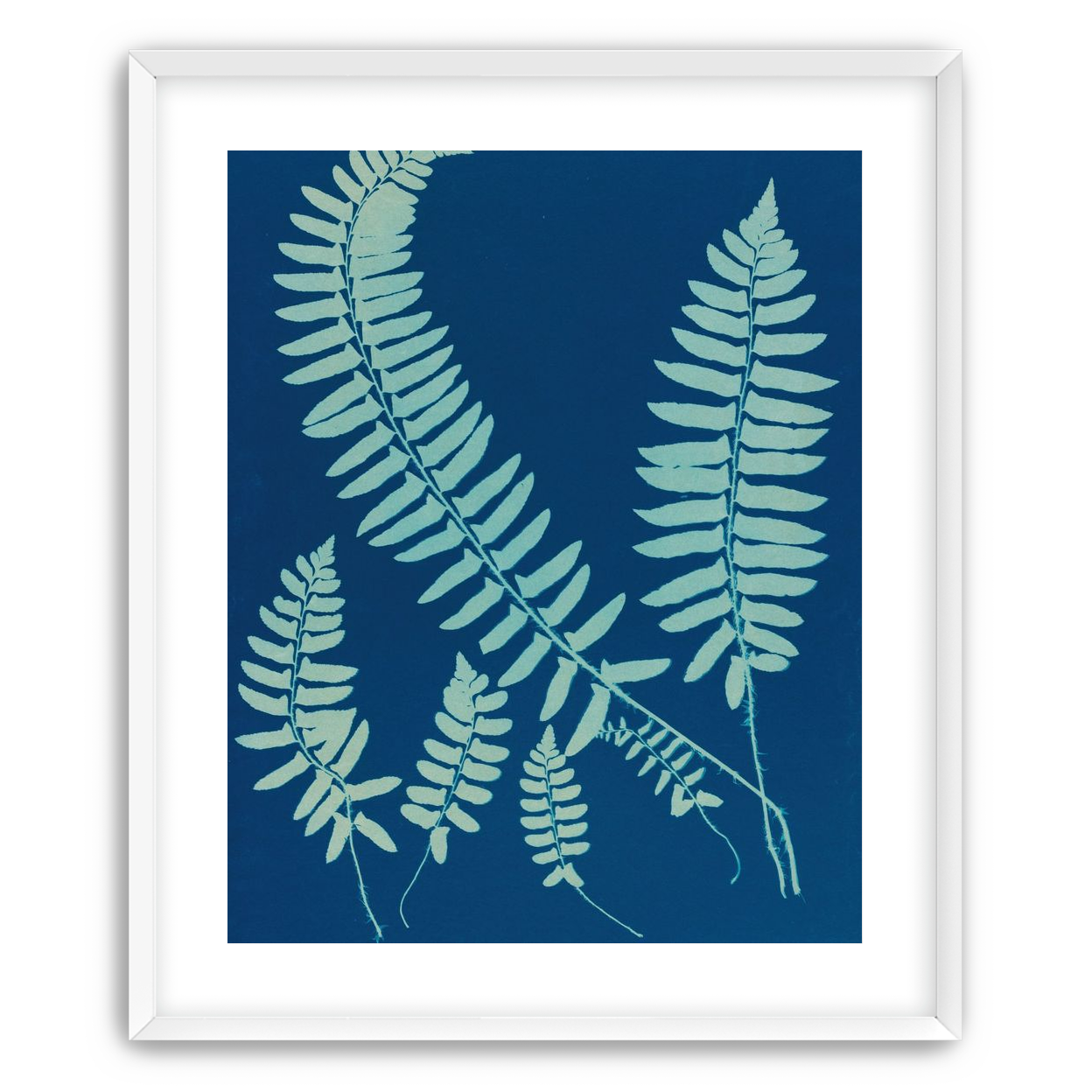 Fern shadows in blue