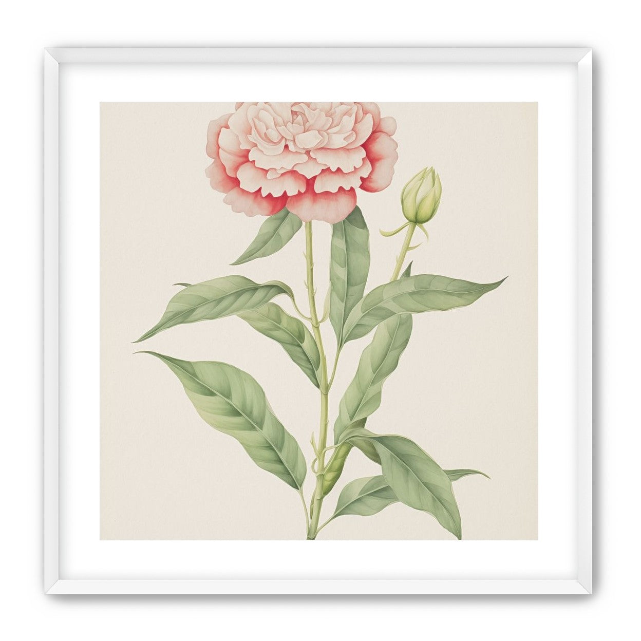 Delicate Blush