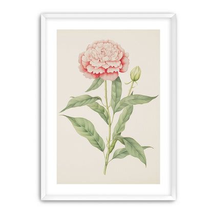 Delicate Blush
