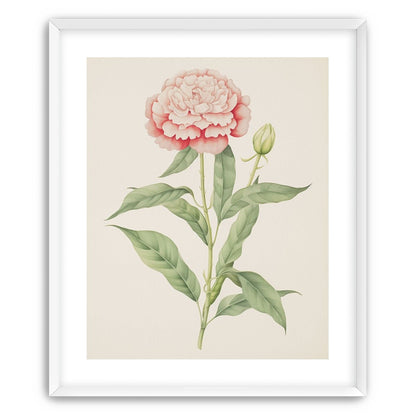 Delicate Blush