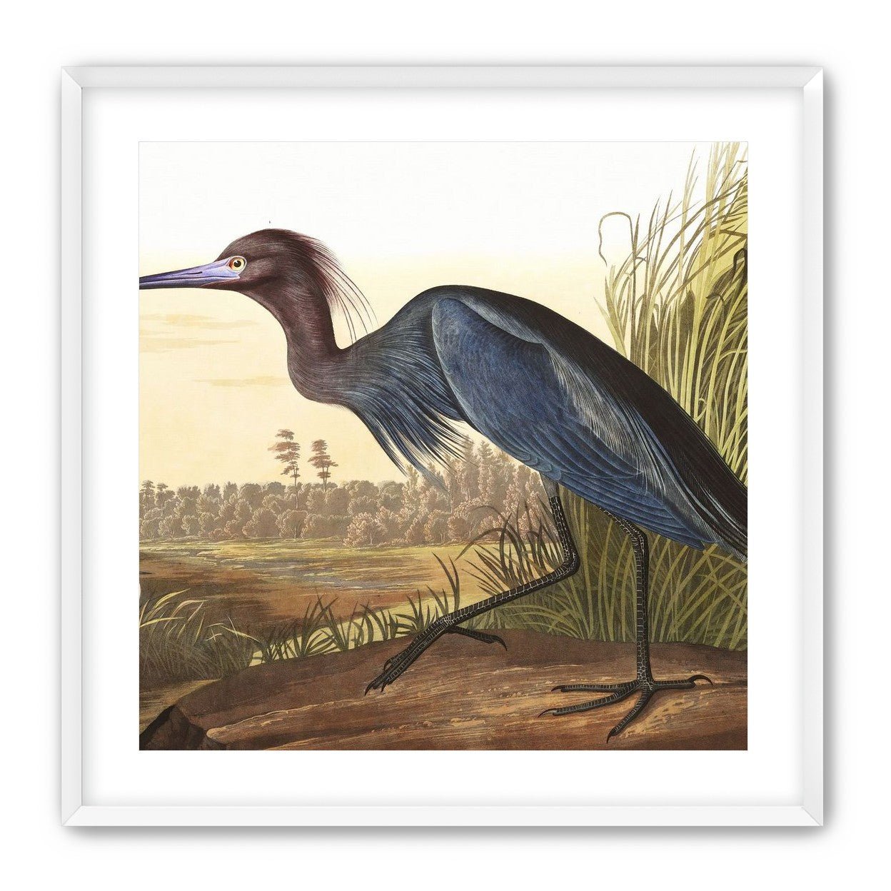 Great Blue Heron
