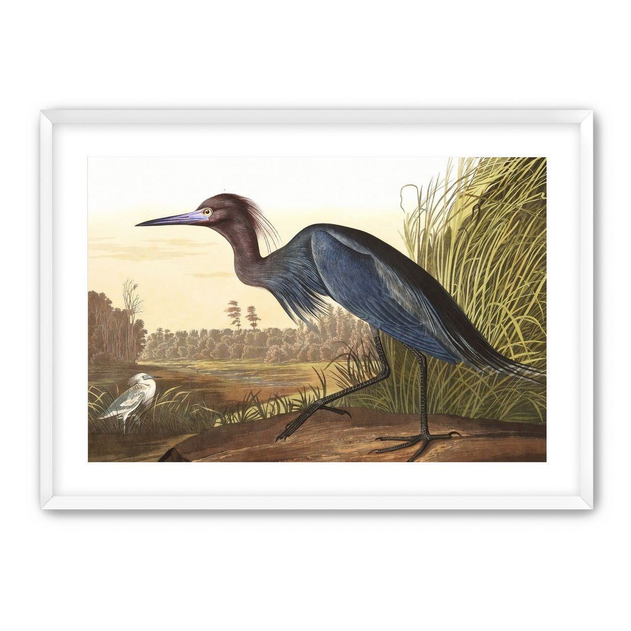 Great Blue Heron
