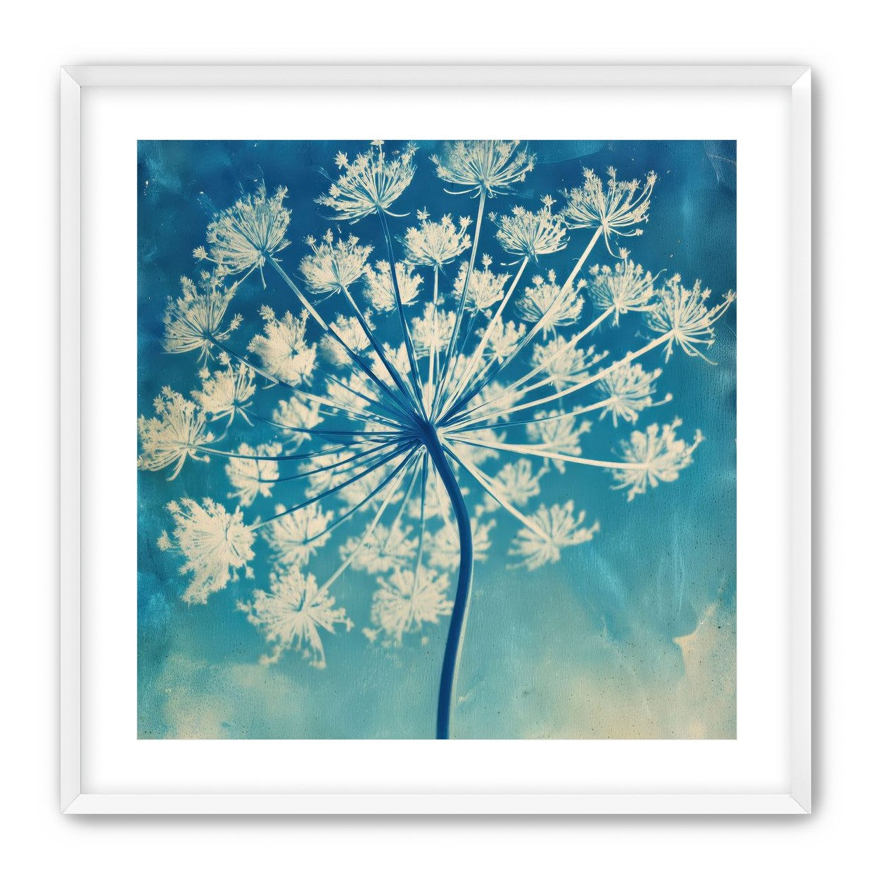 Laceflower Bloom