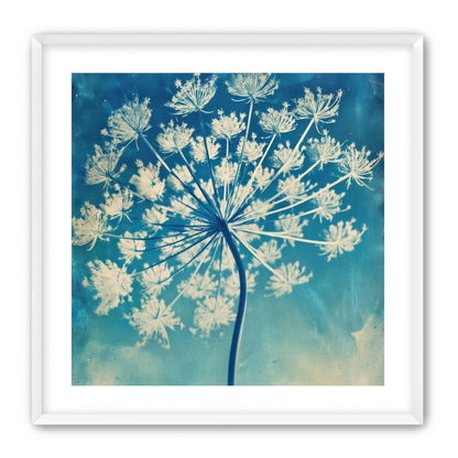 Laceflower Bloom