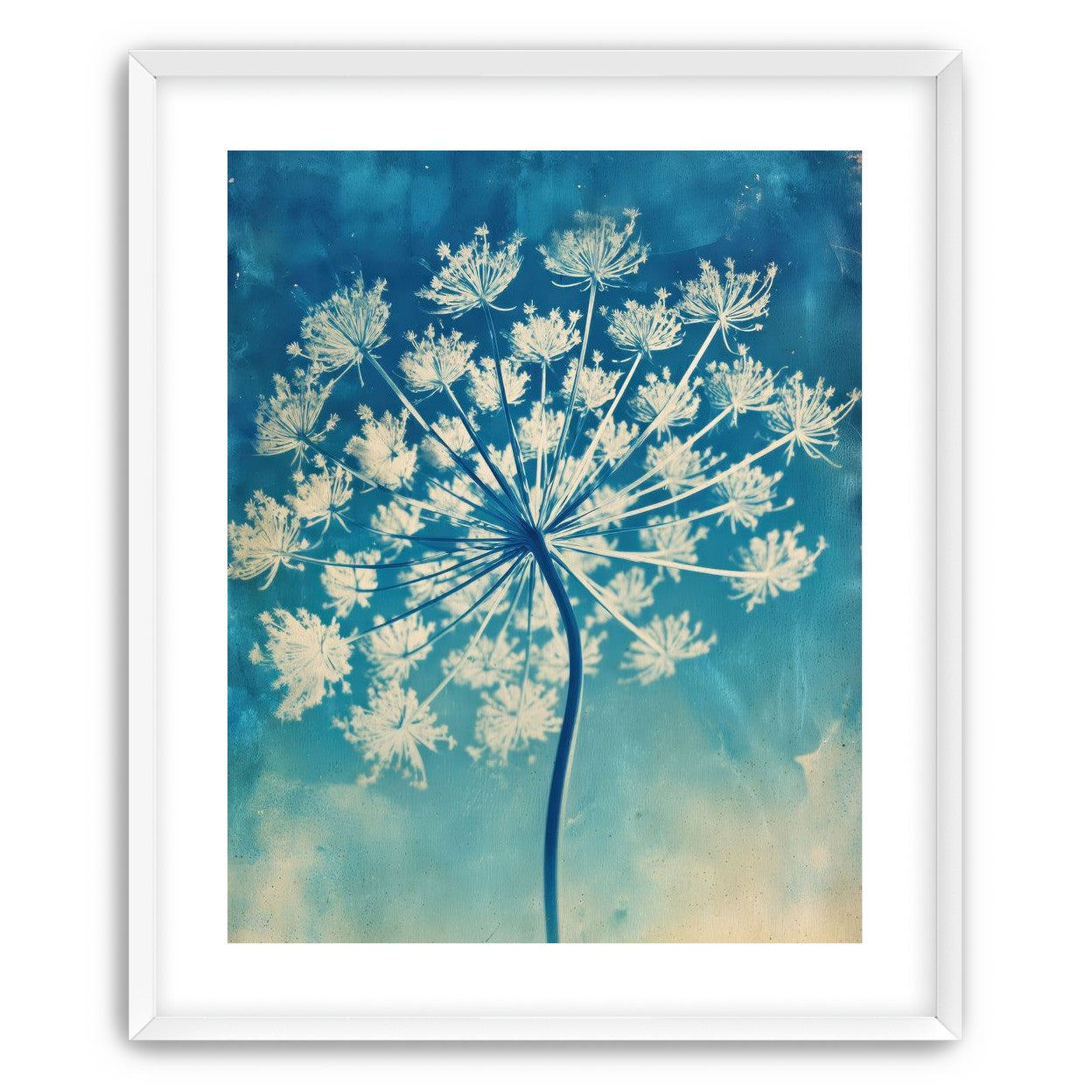 Laceflower Bloom