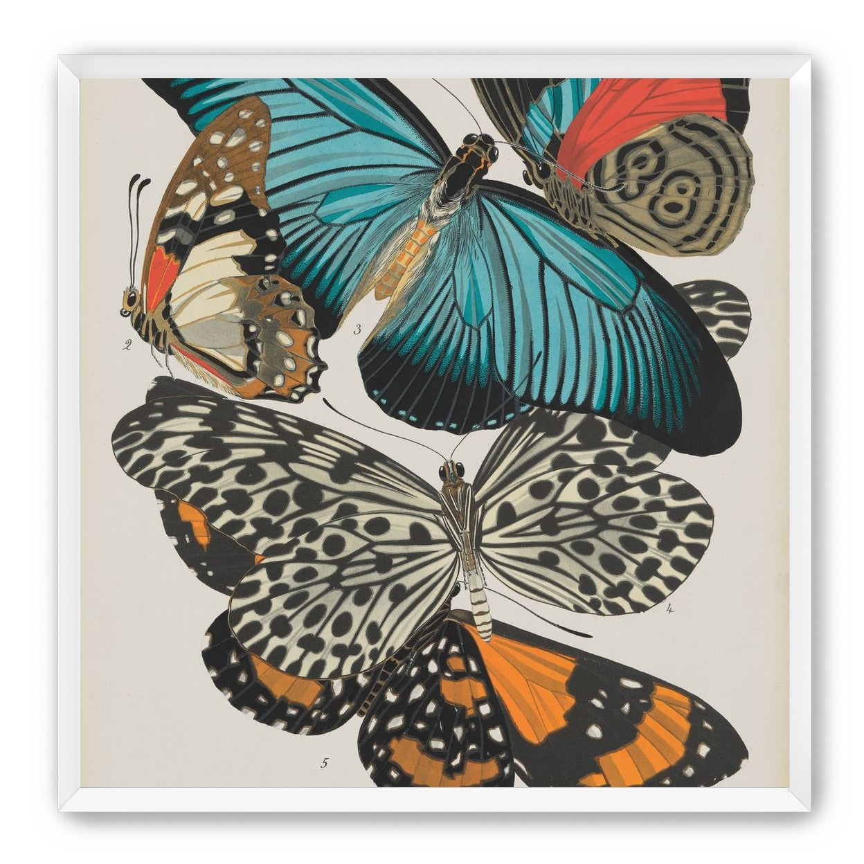 Turquoise wings over orange velvet