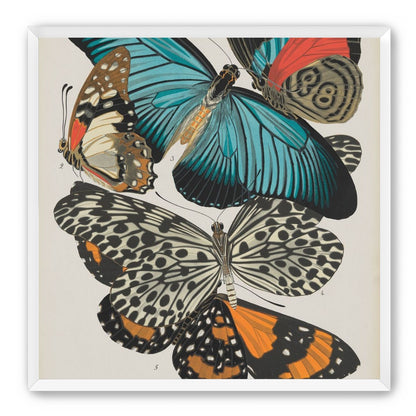 Turquoise wings over orange velvet