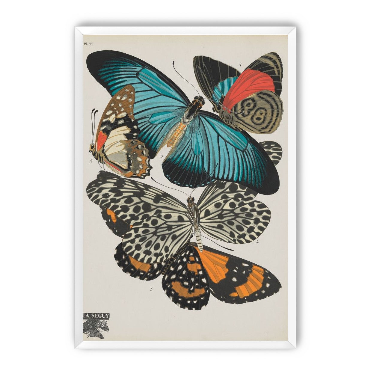 Turquoise wings over orange velvet