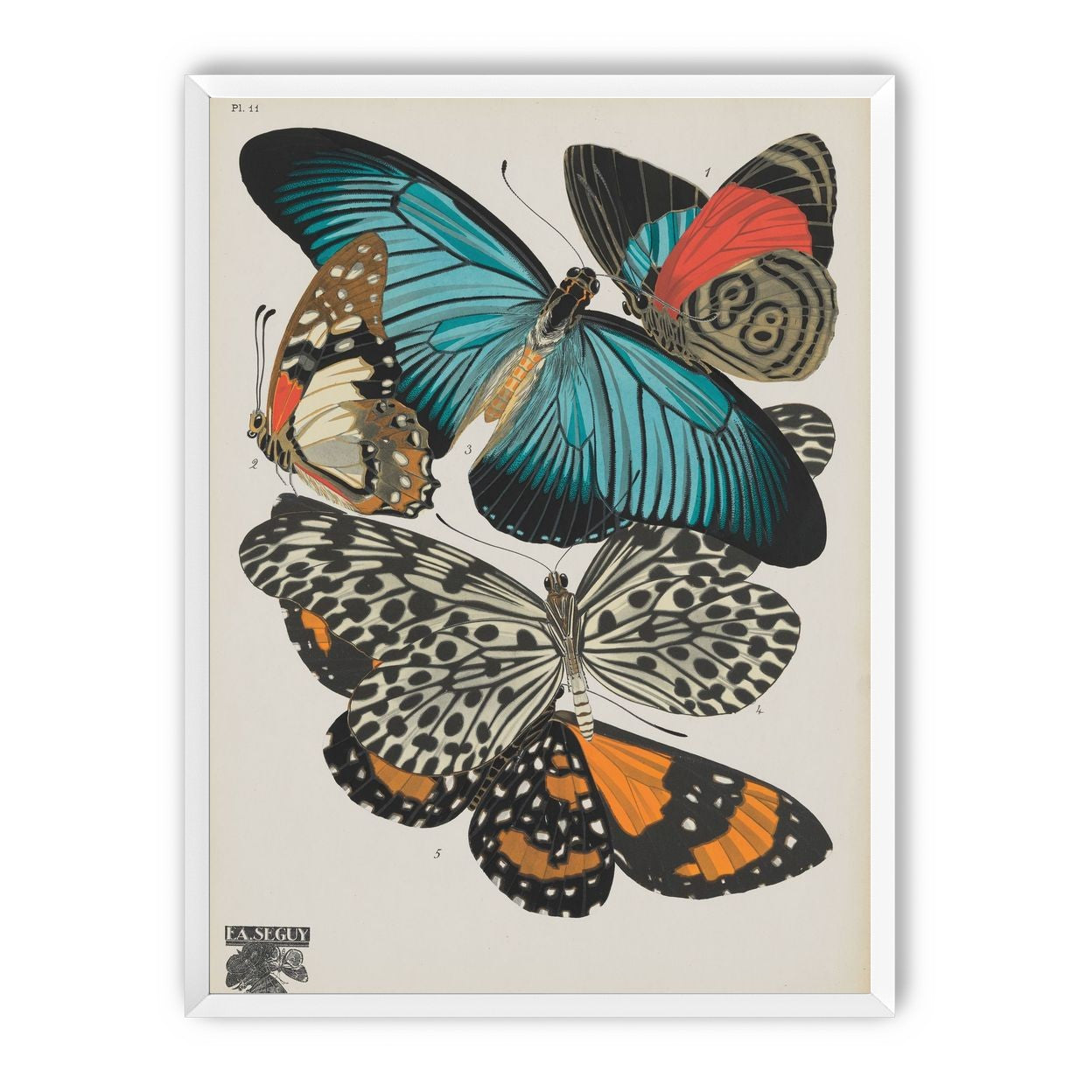 Turquoise wings over orange velvet