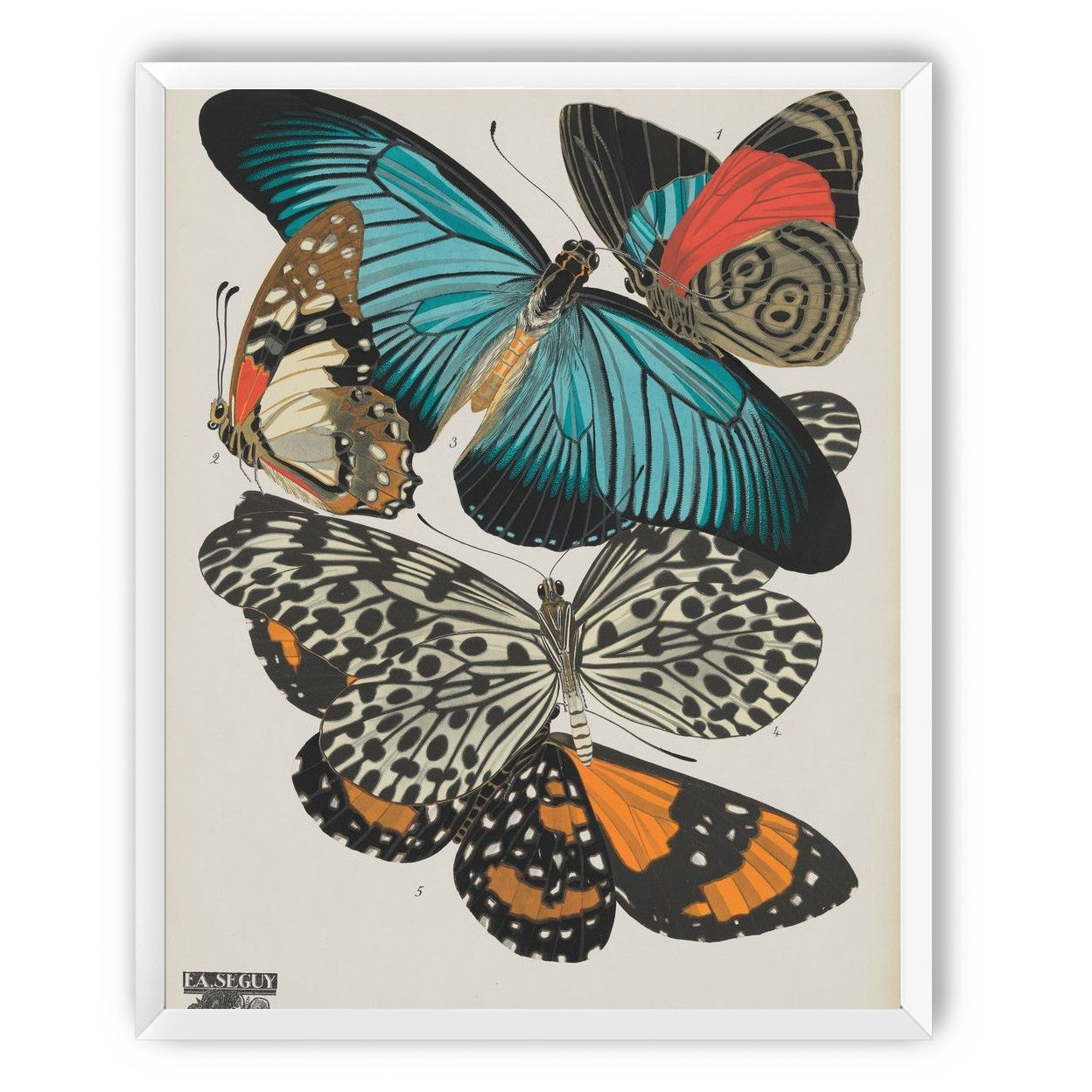 Turquoise wings over orange velvet