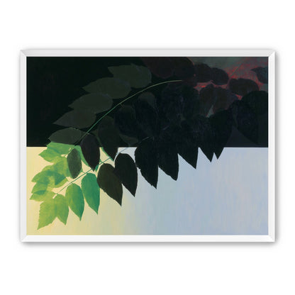 Leaves crossing into shadow