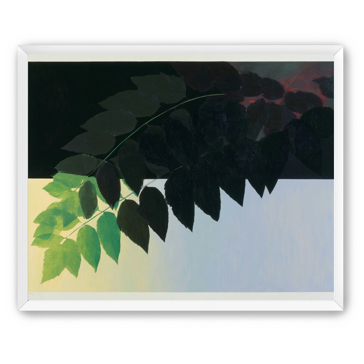 Leaves crossing into shadow